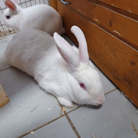 Gatiss - Rongeur Lapin à adopter