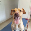 Nala