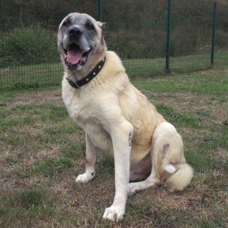 Anatole - Chien Berger d'Anatolie à adopter