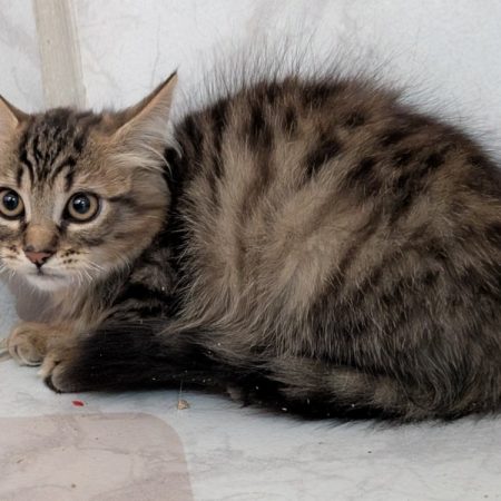 Paulo - Chat Européen à adopter