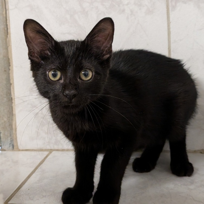 Photo de Baloo