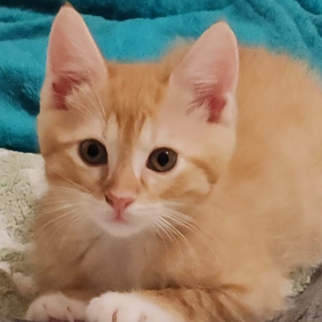 Photo de Patachon