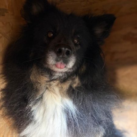 INDY - Chien à adopter