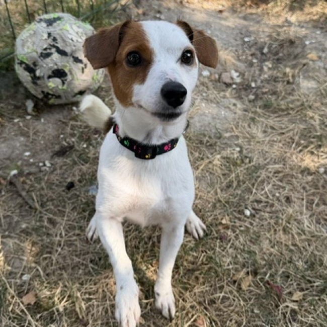 Lyla