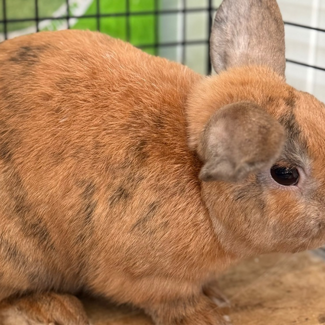 Basil