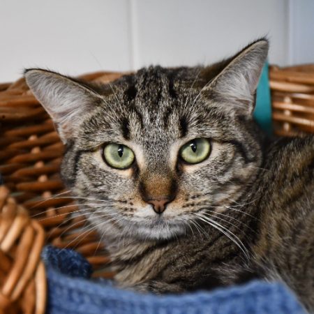 Limba - Chat Européen à adopter
