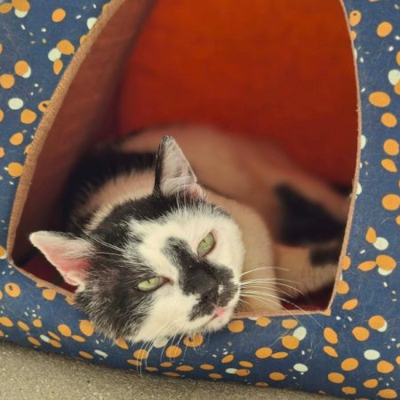 Donald - Chat Européen à adopter