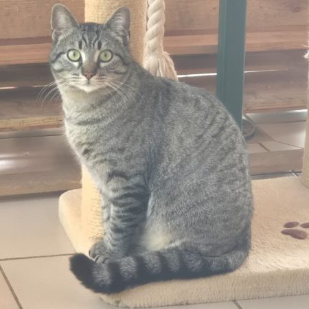 MÉo - Chat Européen à adopter