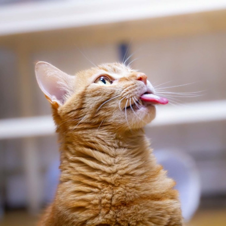 Bali - Chat Européen à adopter
