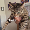 Tania