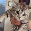 Lola