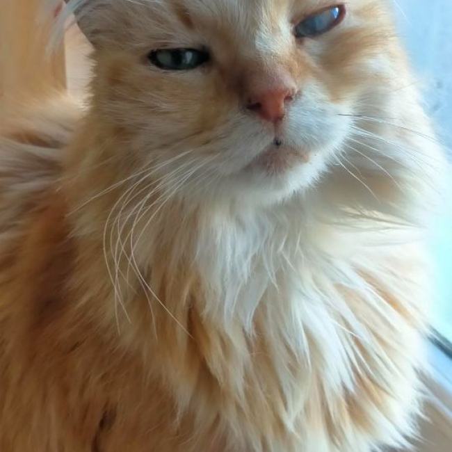 Photo de Indy