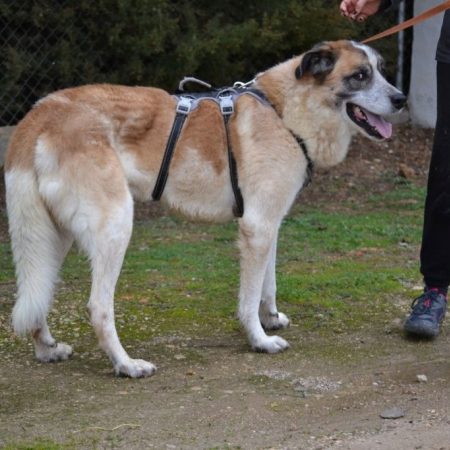 SKAR - Chien Mâtin Espagnol à adopter