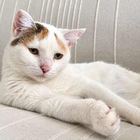 PARIS - Chat à adopter