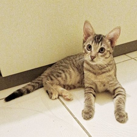 LIZZYE - Chat à adopter