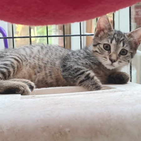 BETSY - Chat à adopter