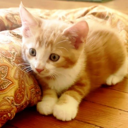 SCOTTY - Chat à adopter