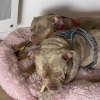 Blysse - adoption duo avec bulma