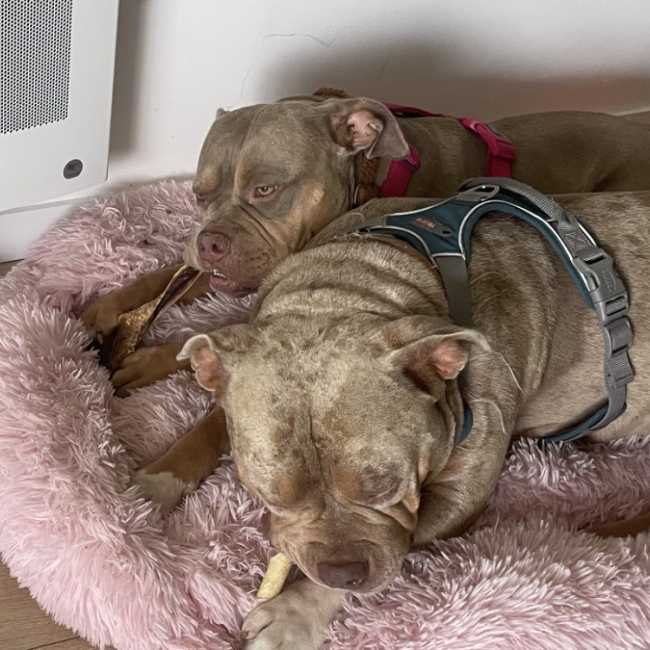 Bulma - adoption duo avec blysse