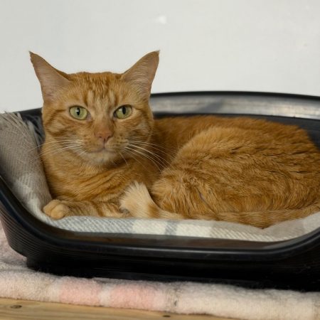 Wanda - Chat Européen à adopter