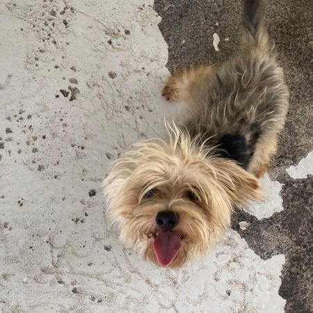 Leo - Chien Yorkshire Terrier à adopter