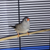 Pioupioute