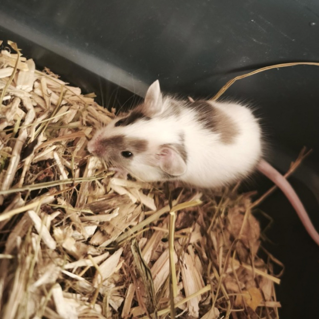 Photo de Caramel