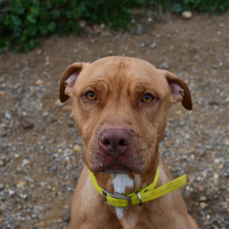 Roucky - Chien à adopter
