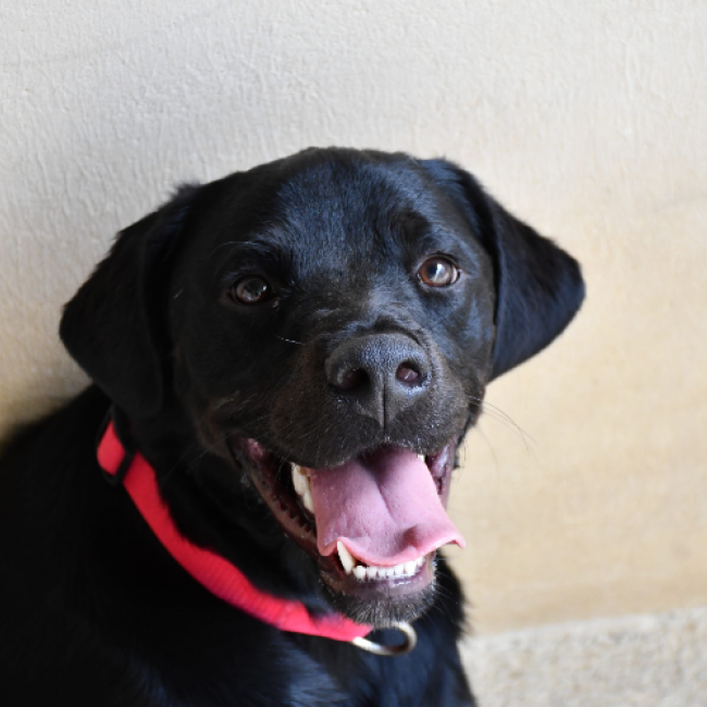 Photo de Bagheera