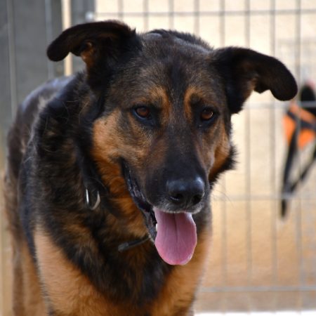Pako - Chien Berger Allemand à adopter