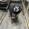 Archange