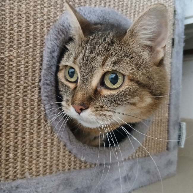 Hermine