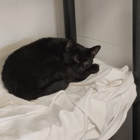 Eden - Chat Européen à adopter