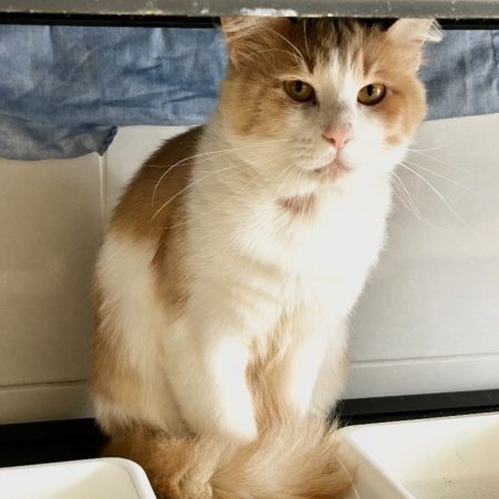 Joy - Chat Européen à adopter