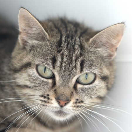 Emeraude - Chat Européen à adopter