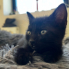 Kira