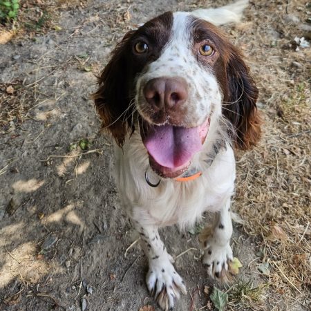 Pedro - Chien English-Springer-Spaniel à adopter
