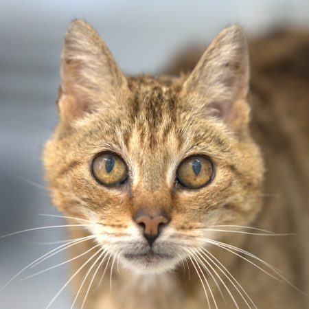 Maje - Chat Européen à adopter