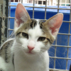 Tigrou
