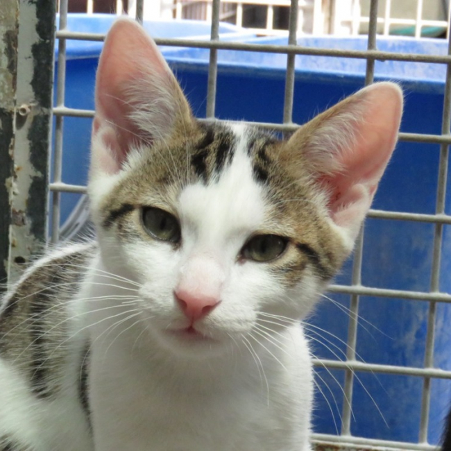 Photo de Tigrou