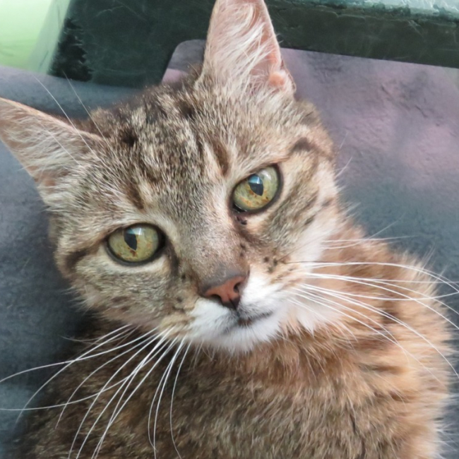 Photo de Vaiana