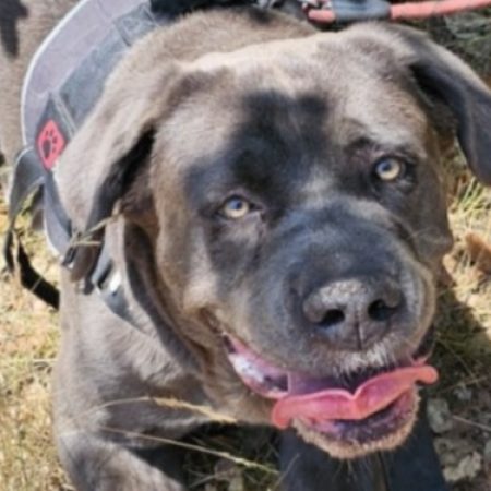 Snow white - Chien Cane Corso à adopter
