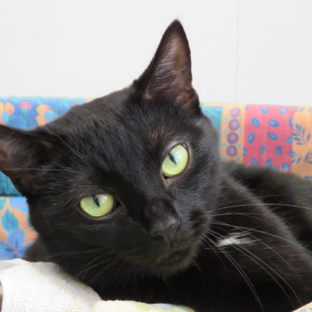 Tchala - Chat Européen à adopter