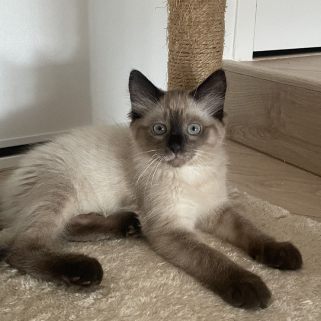 Tyka