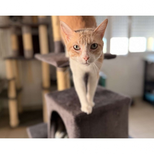 Photo de Willow