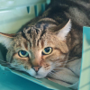 Tigrou