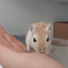 Charlie