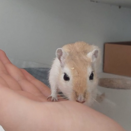 Charlie - Rongeur Gerbille à adopter