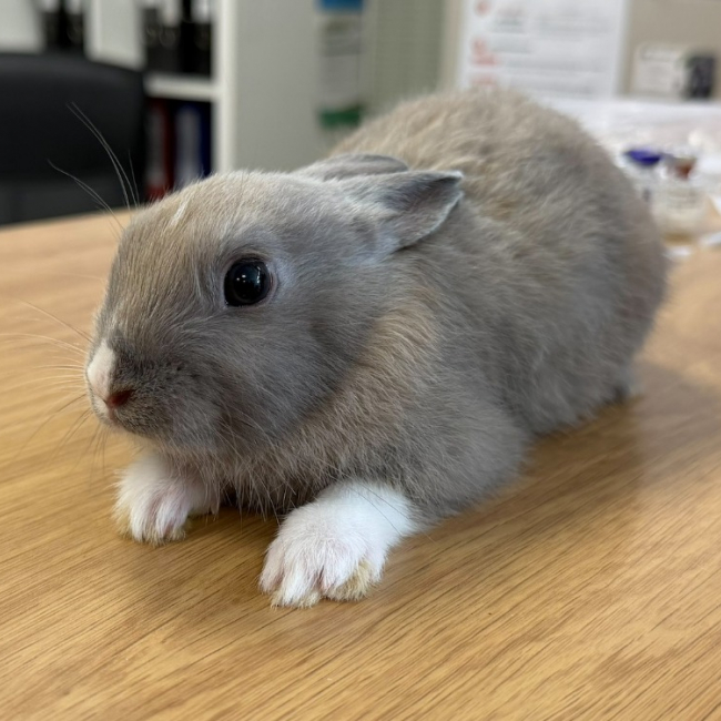 Kumo