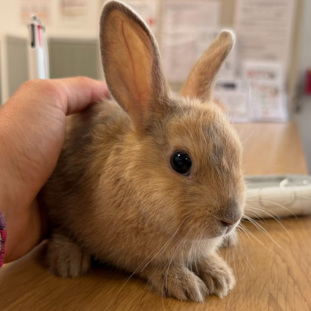 Vesper - Rongeur Lapin à adopter